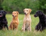 10 Curiosities About Labrador Retrievers You Need to Know