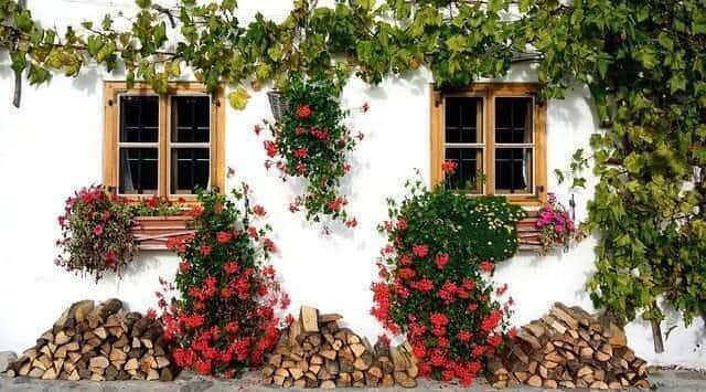 plante decorative
