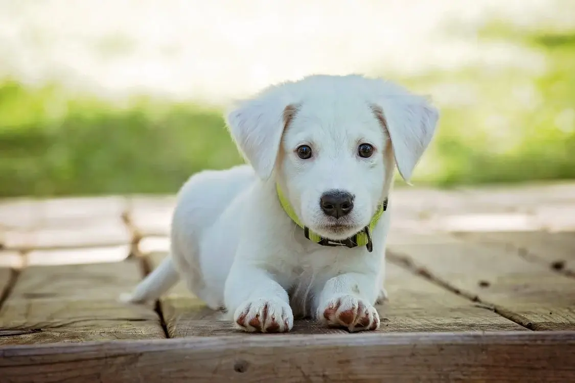 Ce trebuie să mănânce un pui de câine?