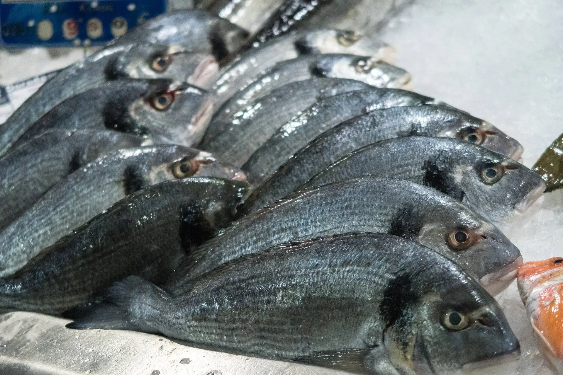 Descoperiti peste 30 de specii de peste si fructe de mare proaspete la cea mai buna pescarie online!